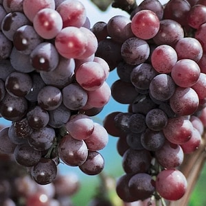 Flame Seedless Red Grape (CATAWBA GRAPE) almost 3ft vine. No Ship to Ca.