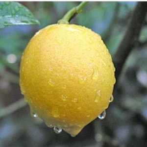 Meyer Lemon Tree, Grafted  Tree  3ft  to 4ft tall and it’s Indoor Outdoor Citrus Tree, No Ship to CA