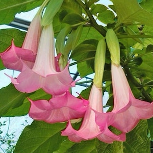 Pink  Angel Trumpet Fragnant 4 piece unrooted cuttings 10” to 1ft. Easy grow.