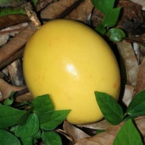 yellow passion fruit plants  2ft vine to 3ft. No shipping Ca.