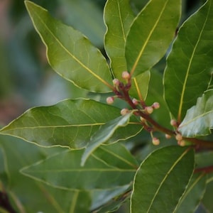 Bay leaf tree  4ft tall air-layered tree. Ship with pot. No shipping CA, Hl.
