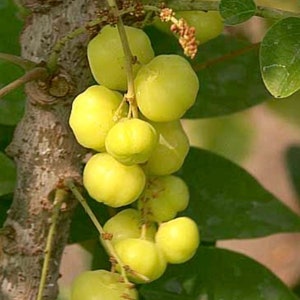 Star gooseberry tree 3ft trees and up. Get fruit soon. ( no shipping CA)