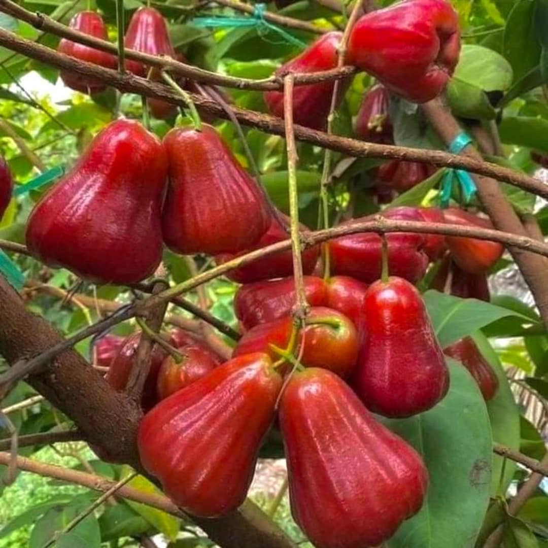 Red Jumbo Wax Apple, Almost 3gl Pot, 3ft Up. No Ship to CA, HI. - Etsy