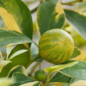 Rare VARIEGATED PINK EUREKA Lemon Grafted 3ft Tree (No Ship California)