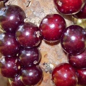 May include: Close-up of a cluster of dark red, almost purple, round fruits growing on a tree branch. The fruits have a shiny, smooth surface.