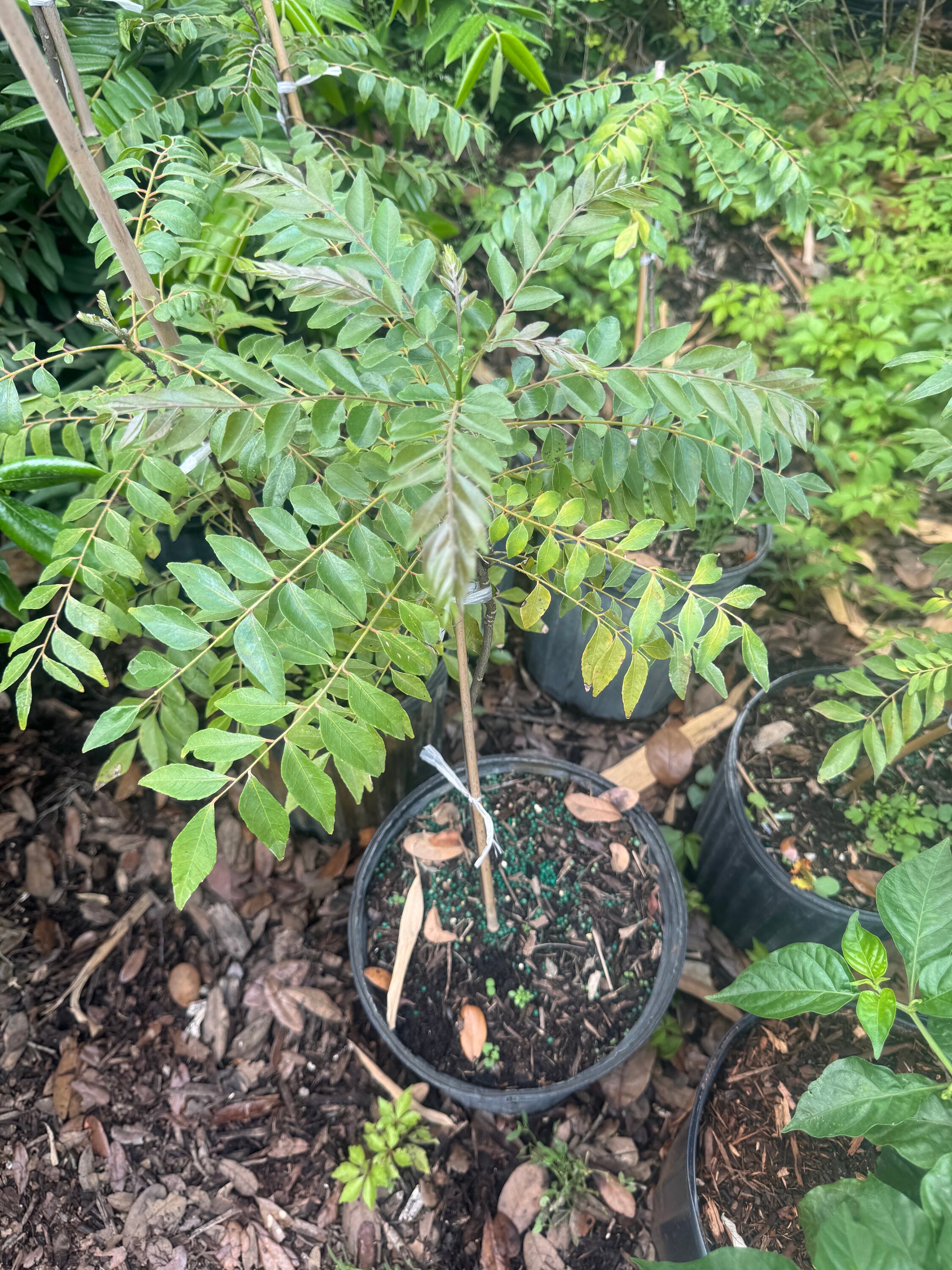 Curry Leaves Tree 1ft Very Nice and Healthy No Ship to