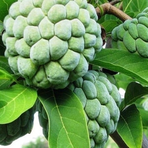 Organic Sugar Apple/ Custard Apple tree almost  3ft trees. ( no shipping Ca)