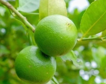 Key lime grafted 3ft tree ( no ship to CA)