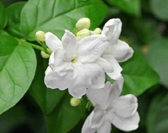 Arabic  jasmine plants 2ft & up.