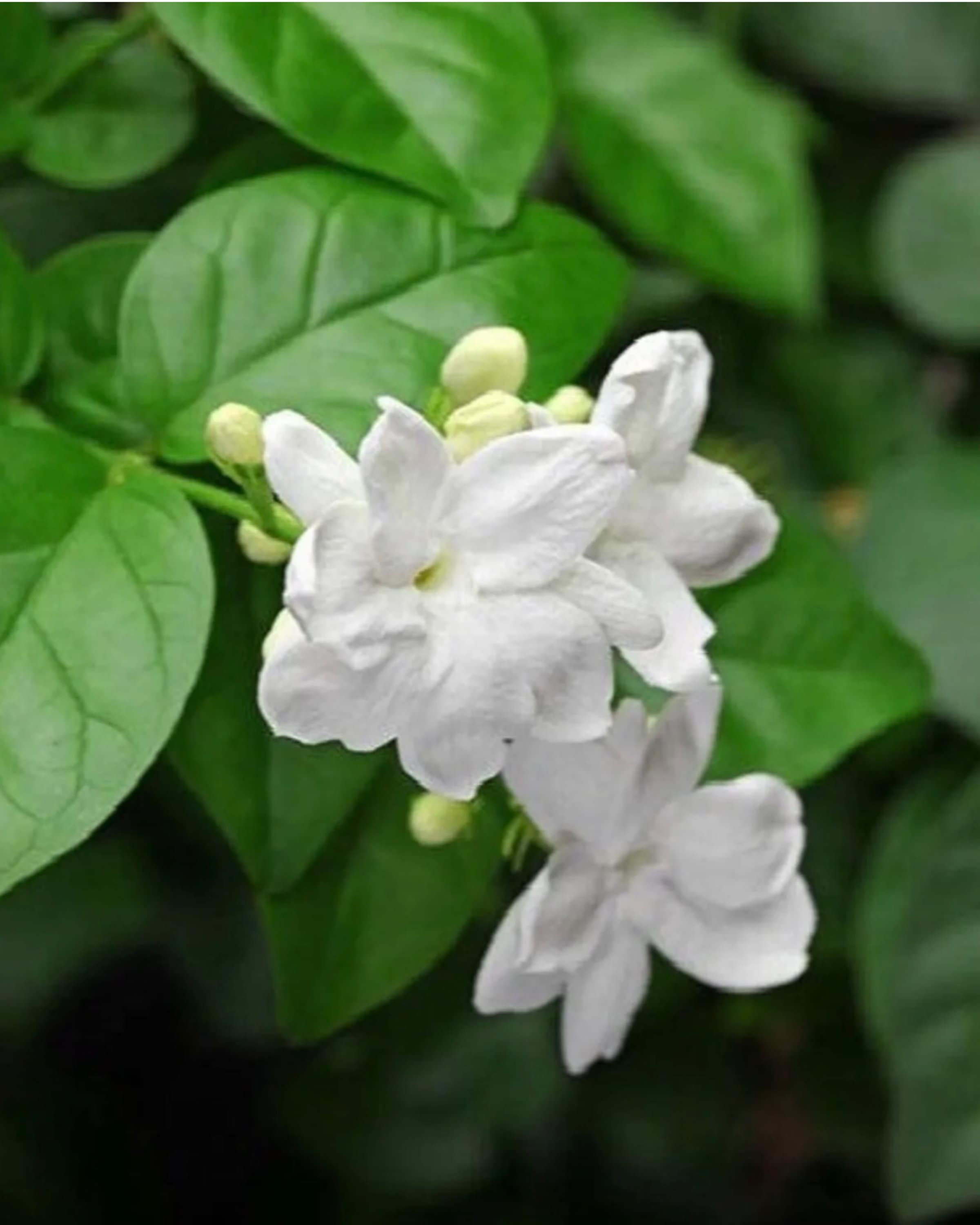 Jasmine Seeds 20 White Arabian Jasmine Flower Seeds - Fragrant Garden &  Bonsai Plant Seeds Jasmine Seeds For Bonsai And Home Garden