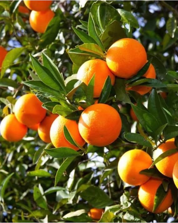 orangetree　 Valencia Orange Tree 3ft Grafted Tree. Most Sweetest Orange