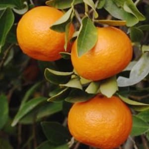 pages Mandarin orange tree 3ft & up tall grafted tree.