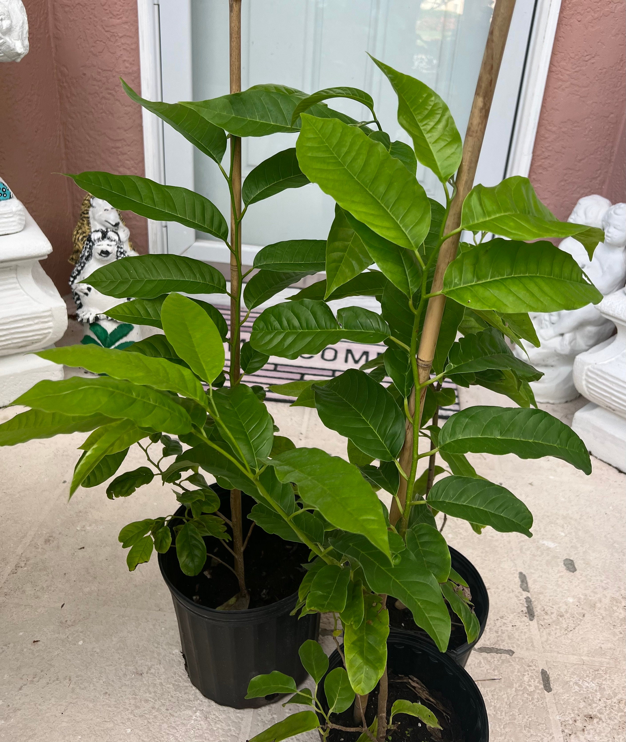 Red Custard Applered Annona Reticulatared Heart Fruit Tree Etsy