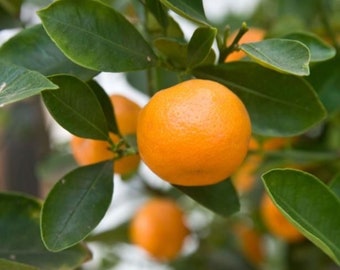 Satsuma Mandarin Orange 3ft grafted Tree ‘Frost Owari’