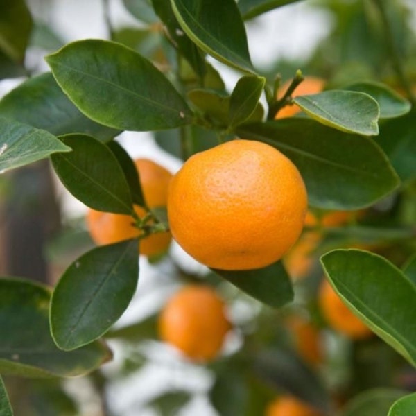 Satsuma Mandarin Orange 3ft grafted Tree ‘Frost Owari’