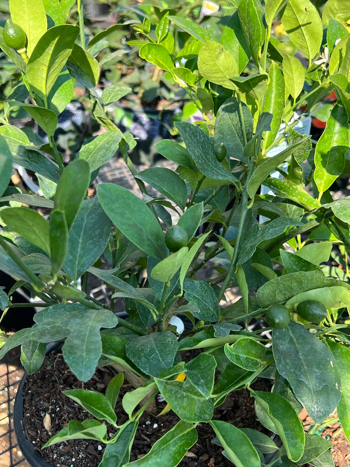 Dwarf Meyer Lemon Tree With Fruit & Flowers - No Ship to CA, HI. - Etsy