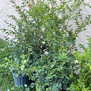 Brazilian Jaboticaba grape  ( black grape fruit) 3gal pot 3ft tall air layered tree. No ship to CA.