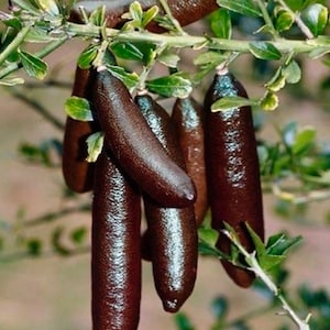 Red Finger Lime  grafted tree 2ft tall  no shipping CA.