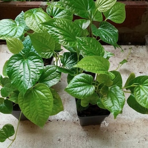 Organic   Pipper Lolot ( Lá Lốt )  Live Plants in Pot 1ft up.