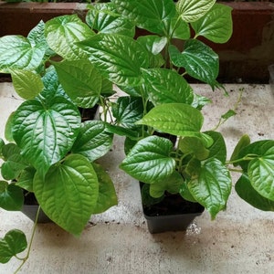 Organic   Pipper Lolot ( Lá Lốt )  Live Plants in Pot 1ft up. No shipping Ca.