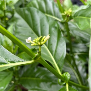 The Hawaiian Noni tree is a 3-foot tree with flowers. No ship to CA.