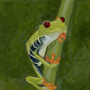 Red-Eyed Tree Frog 8&quot; by 8&quot; Gouache Original Painting