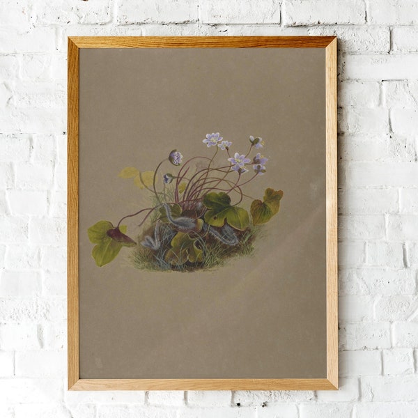 Vintage Flower Watercolor Painting~Instant Digital Download~Hepatica Dainty Woodland Wildflowers~ Spring Herbarium Botanical Illustration