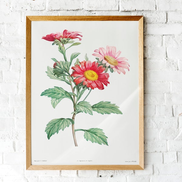 Red Aster Vintage Flower Painting, Minimalist Wall Decor, Green Academia Botanical Illustration, A Study of Wildflowers, Printable Wall Art