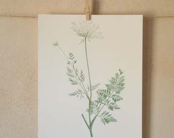 May include: A botanical illustration of a white Queen Anne's Lace flower with green stems and leaves.