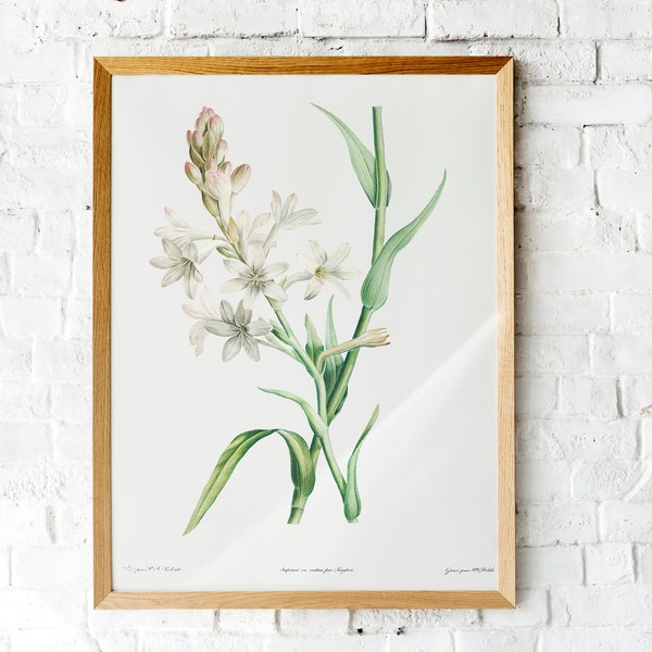 Vintage Flower Painting, White Tuberose in Bloom, Regency Era Antique Botanical Print, Neutral Color Palette, Printable Wall Art