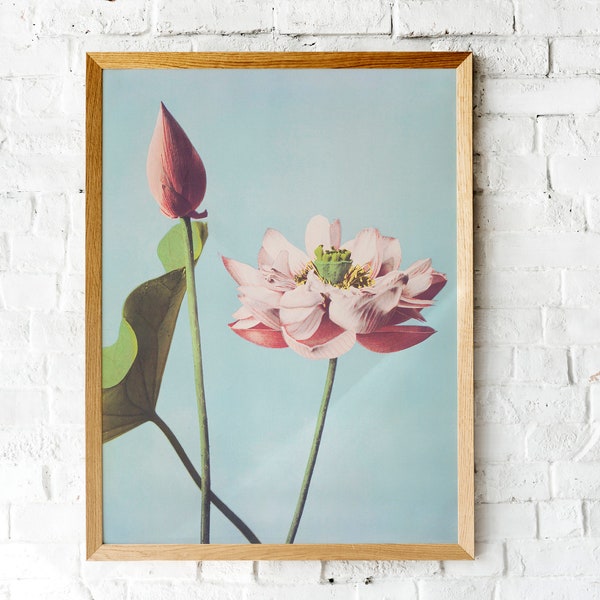 Hand Painted Vintage Botanical Photograph~Instant Digital Download~ Ogawa Kazumasa Lotus Flowers~Pastel Pink and Blue  Floral Wall Art