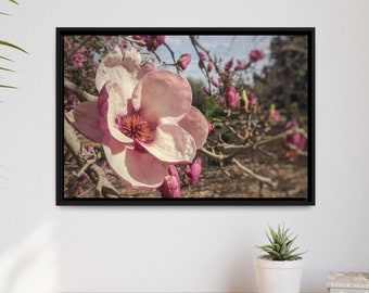 Botanical Photograph, Tulip Magnolia Bloom, Floral Photography, Saucer Magnolia, Picture of Flowers, Cottagecore Artwork, Gallery Wall Decor