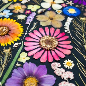 May include: A collection of pressed flowers arranged on a solid black background. The assortment includes a large orange and yellow sunflower, a vibrant pink zinnia, a purple cosmos, and various small white, blue, and yellow wildflowers and green stems.