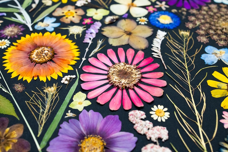 May include: A collection of pressed flowers arranged on a solid black background. The assortment includes a large orange and yellow sunflower, a vibrant pink zinnia, a purple cosmos, and various small white, blue, and yellow wildflowers and green stems.