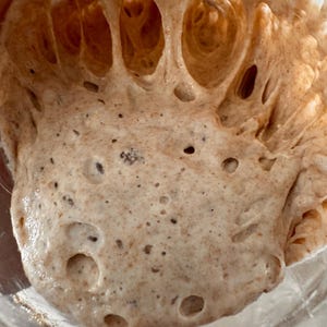 Fresh Liquid Organic Whole Wheat Sourdough Starter w/back-up dehydrated Starter Beginner Friendly, Fast Acting, Christmas Gift