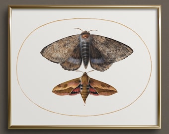 Vintage Moth | Butterfly Art | Neutral Wall Art | Vintage Butterfly Art Prints | Cottagecore Wall Art | #DA33