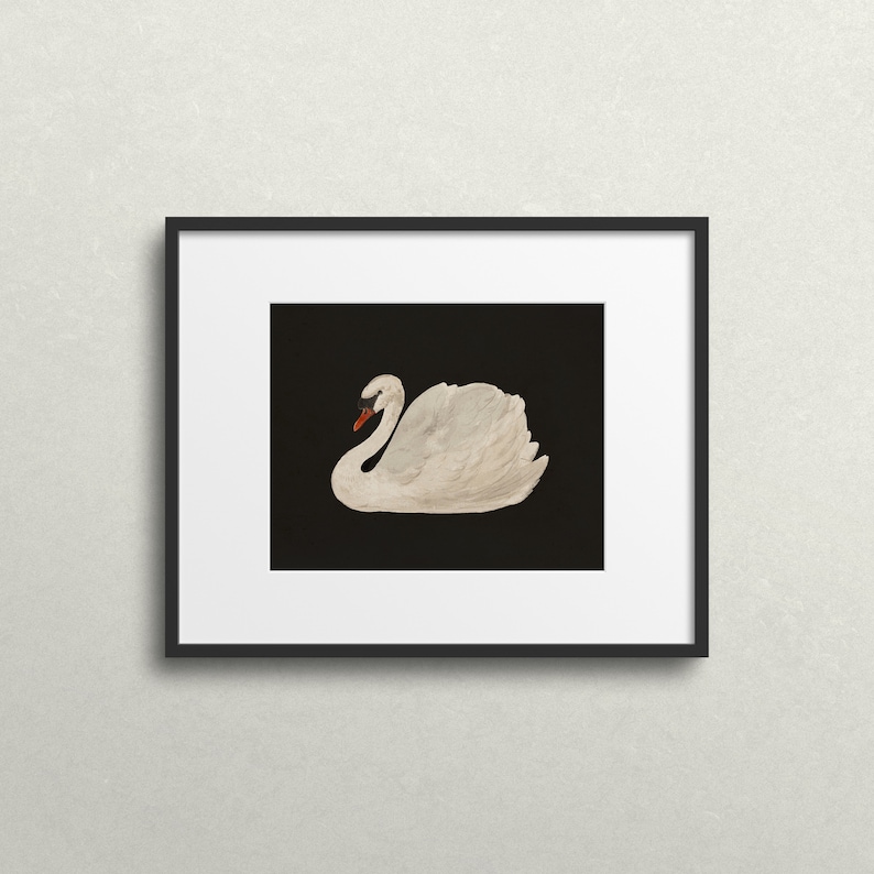 May include: A framed print of a white swan with an orange beak, set against a black background.