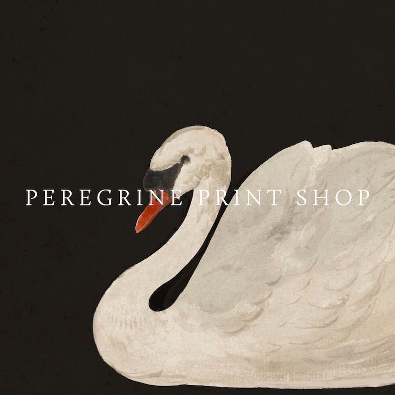 May include: A white swan with a black eye and an orange beak is swimming against a dark background. The text "Peregrine Print Shop" is visible in the image.