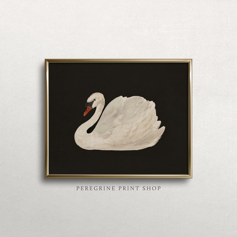 May include: A white swan with a black eye and orange beak is depicted against a black background. The swan is in a resting position with its head turned to the side. The image is framed with a gold frame.