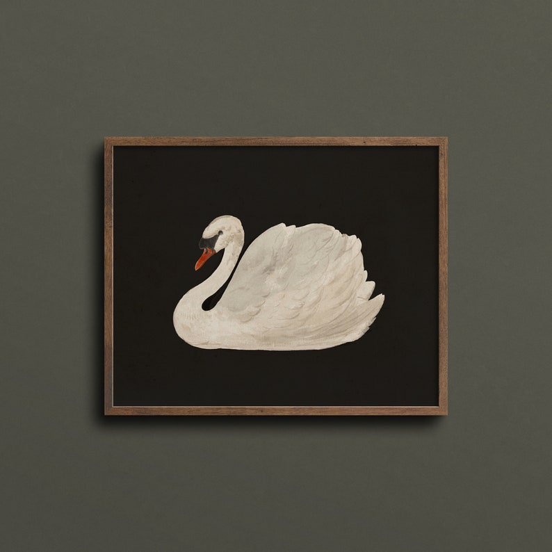 May include: A white swan with a black eye and orange beak is depicted against a black background. The swan is in a swimming position with its head turned to the side.
