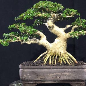 Actual Tree, Premna Microphylla (Sancang) Bonsai.