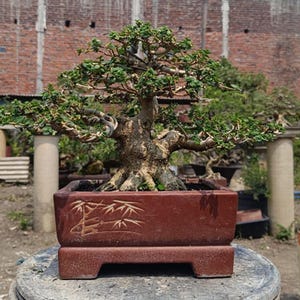 Actual Tree. Premna Microphylla (Sancang) Bonsai.