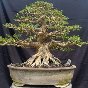 Actual Tree, Premna Microphylla (Sancang) Bonsai.