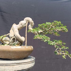 Actual Tree, Premna Microphylla (Sancang) Bonsai.