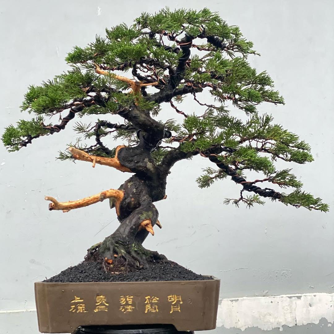 Actual Tree. Juniperus Chinensis - Etsy