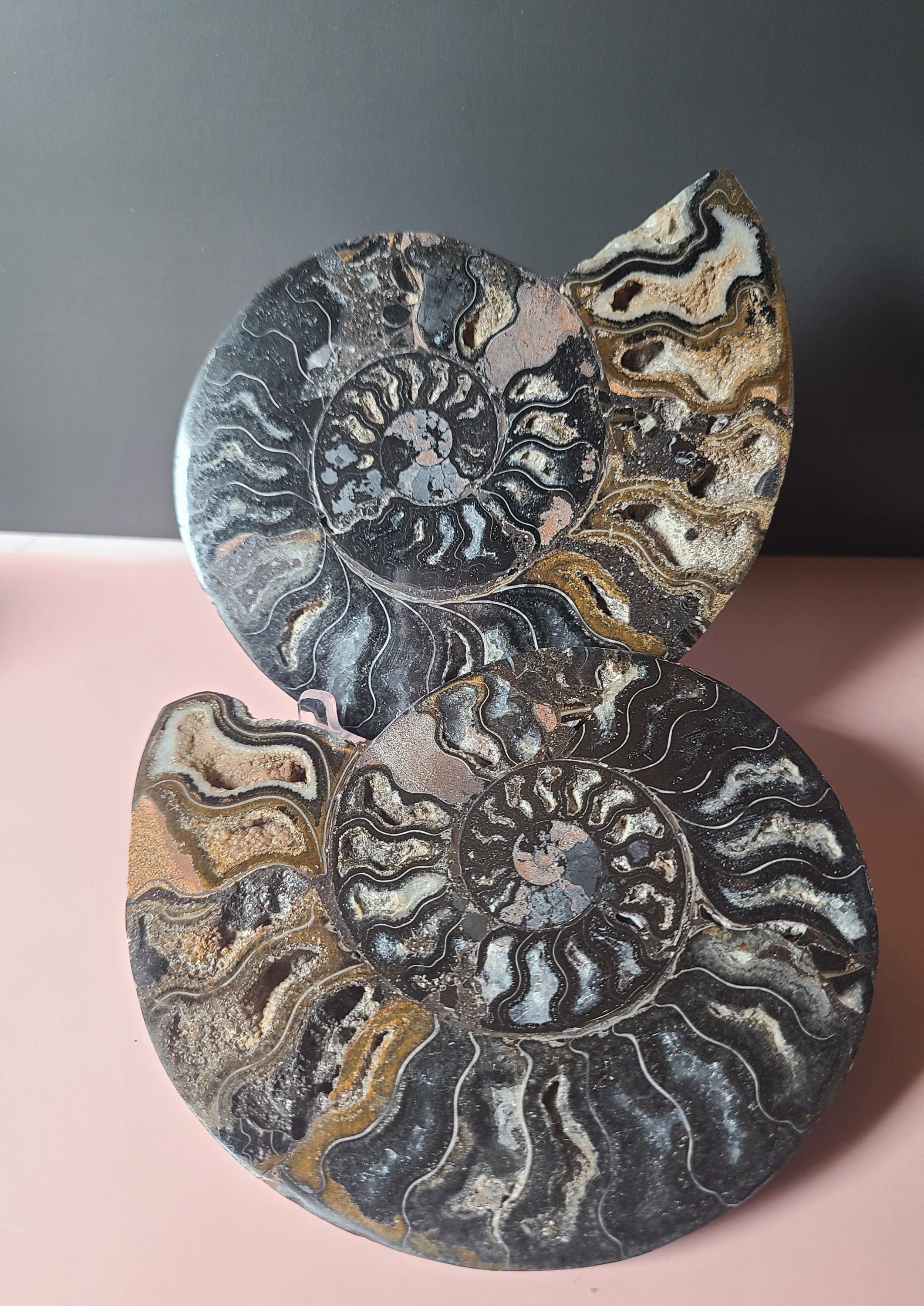 大きな黒いアンモナイトの化石 - Etsy 日本