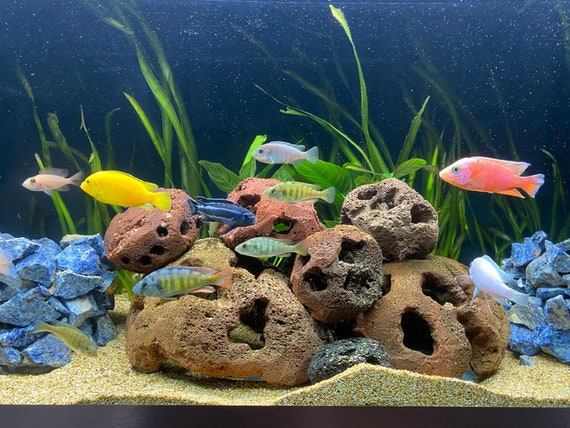 lava rock shrimp tank