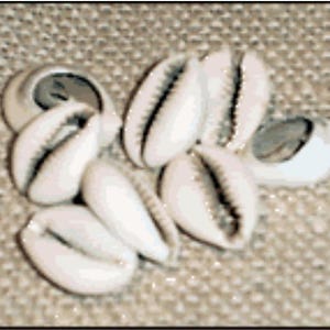 West-Afrikaanse kaurischelpen: 10 stuks