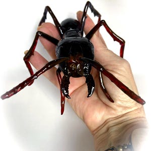 3D Giant Carpenter Ant 8” long, 5” wide & 3” high replicas-True to scale Photogrammerty Model of Photopolymer resin, handcrafted in USA