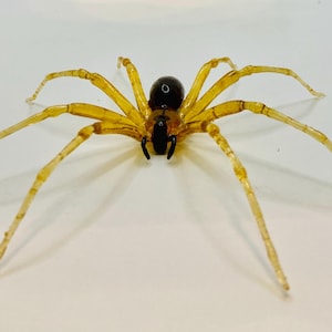 May include: A close-up of a yellow glass spider with a black body. The spider has eight legs and is sitting on a white surface.